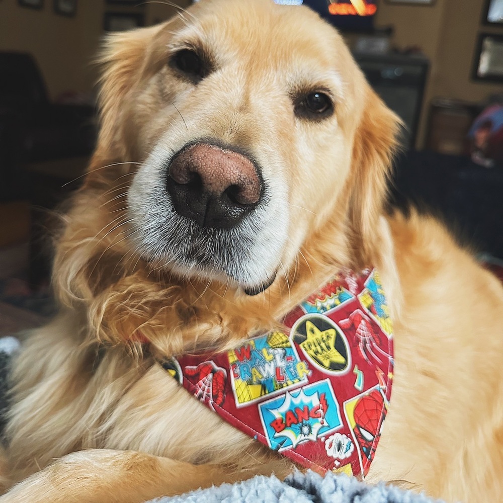 Handmade Reversible pet bandana in red banana print - Picture 3 of 5